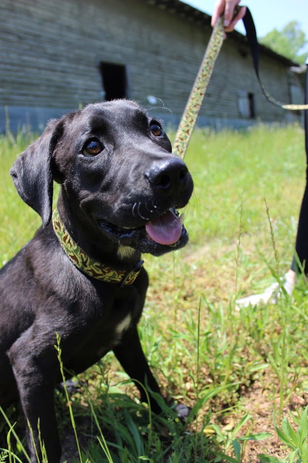 Over and online under dog collar